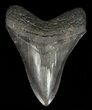 Serrated, Fossil Megalodon Tooth #57173-1
